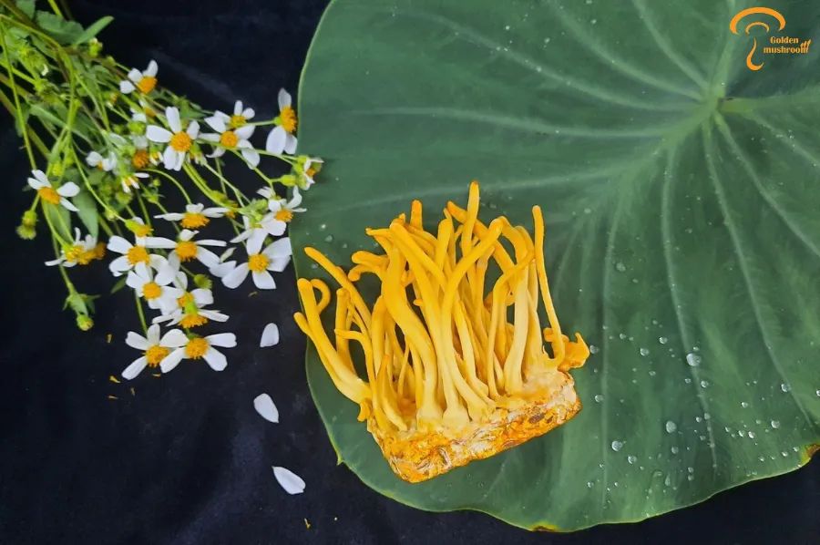 đông trùng hạ thảo nuôi cấy