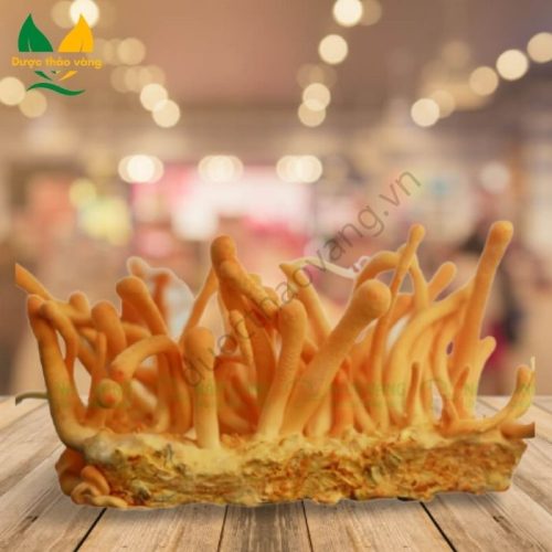 Đông trùng hạ thảo tươi